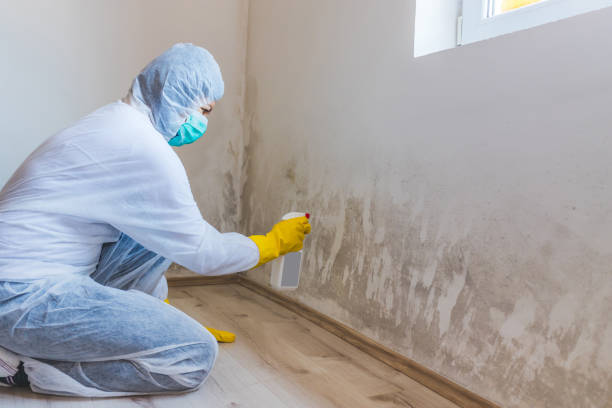 Licensed Mold Inspection service in Sparta, IL - WQB Mold Removal