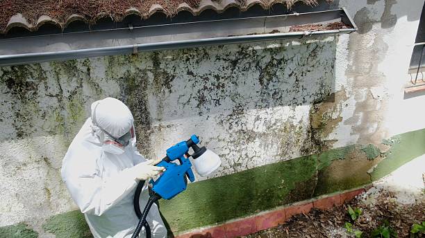 Top rated local Mold Inspection specialists in Sparta, IL